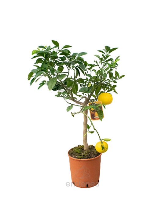 arbol-citrico-frutal-pomelo