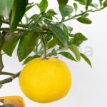 Árbol Frutal Cítrico Pomelo Fruto