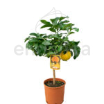Árbol Frutal Cítrico Pomelo Rosa