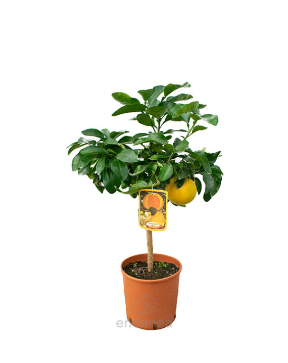 Árbol Frutal Cítrico Pomelo Rosa