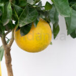 Árbol Frutal Cítrico Pomelo Rosa Fruto