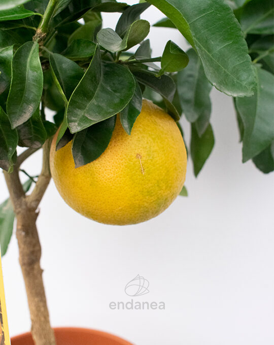 arbol-citrico-frutal-pomelo-rosa-fruto
