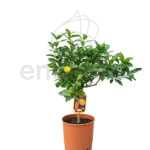 Árbol Cítrico Limequat