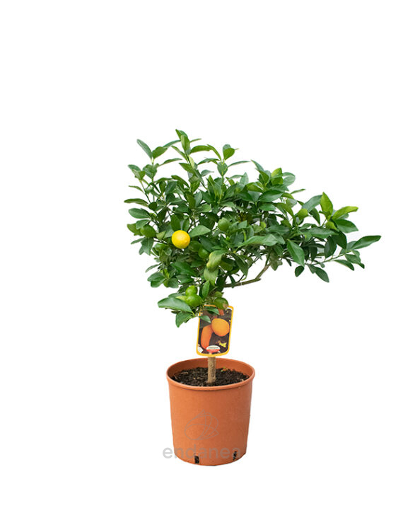 Árbol Cítrico Limequat