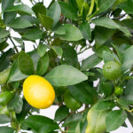 Árbol Cítrico Limequat Detalle