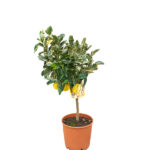 Árbol Frutal Cítrico Naranjo Variegata