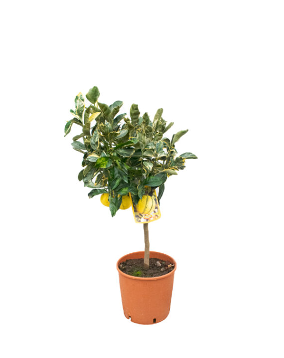 Árbol Frutal Cítrico Naranjo Variegata