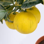 Árbol Frutal Cítrico Naranjo Variegata Frutos