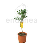 Árbol Cítrico Yuzu