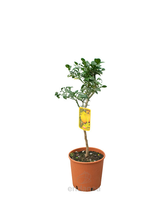 Árbol Cítrico Yuzu