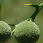 Árbol Cítrico Yuzu Fruto