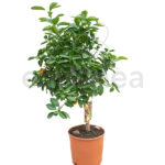 Árbol Frutal Cítrico Calamondin