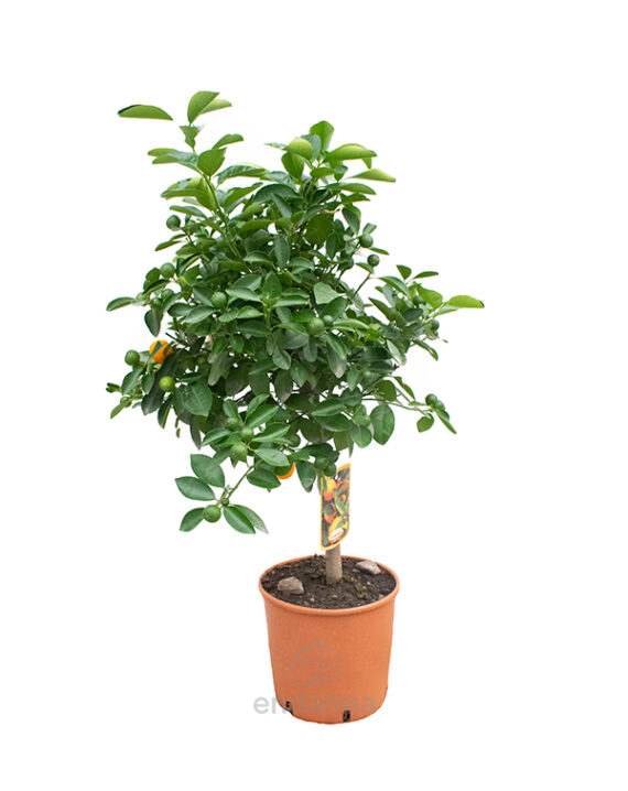 Árbol Frutal Cítrico Calamondin