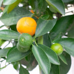 Árbol Frutal Cítrico Calamondin Detalle