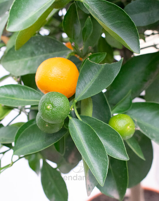 arbol-frutal-citrico-calamondin-detalle