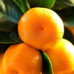 Árbol Frutal Cítrico Calamondin Fruta