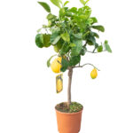 Árbol Frutal Cítrico Cedro