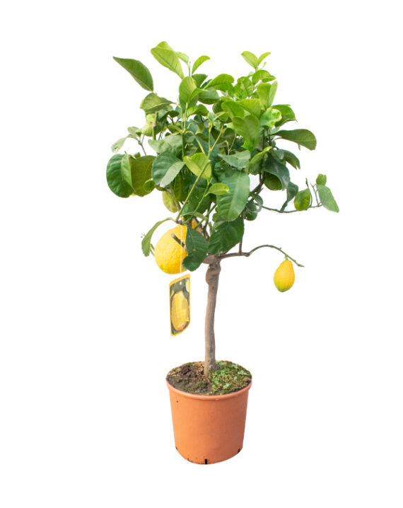 Árbol Frutal Cítrico Cedro