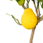 Árbol Frutal Cítrico Cedro Detalle