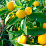 Árbol Frutal Cítrico Cedro Fruto