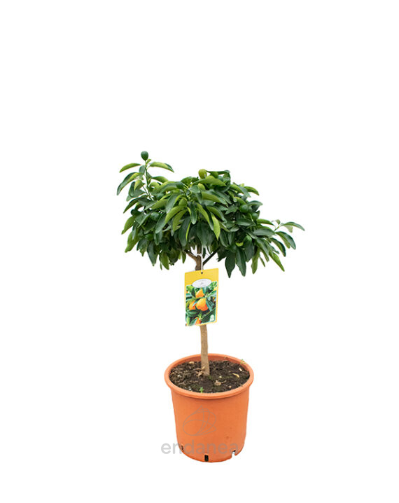 Árbol Frutal Cítrico Kumquat