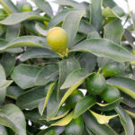 Árbol Frutal Cítrico Kumquat Detalle