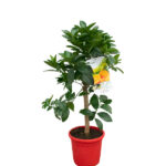 Árbol Frutal Cítrico Naranjo