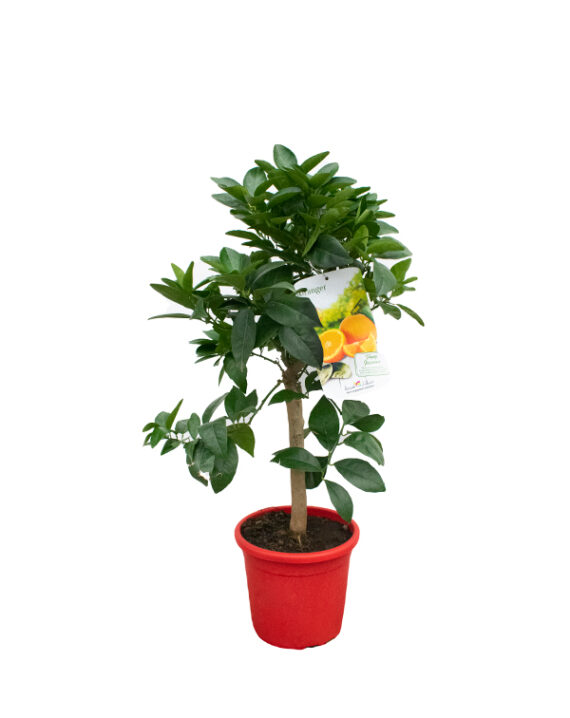 Árbol Frutal Cítrico Naranjo