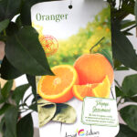 Árbol Frutal Cítrico Naranjo Etiqueta