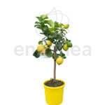 Árbol Frutal Limonero 4 Estaciones