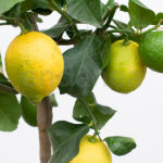 Árbol Frutal Limonero 4 Estaciones Limones