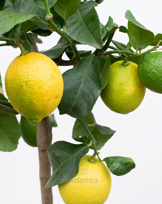 arbol-frutal-limonero-4-estaciones-limones