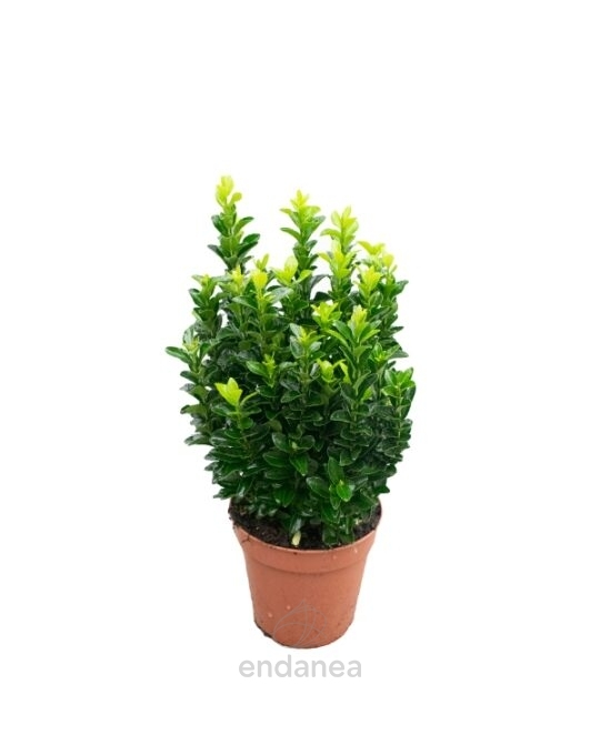 arbusto-evonymus-green-spider