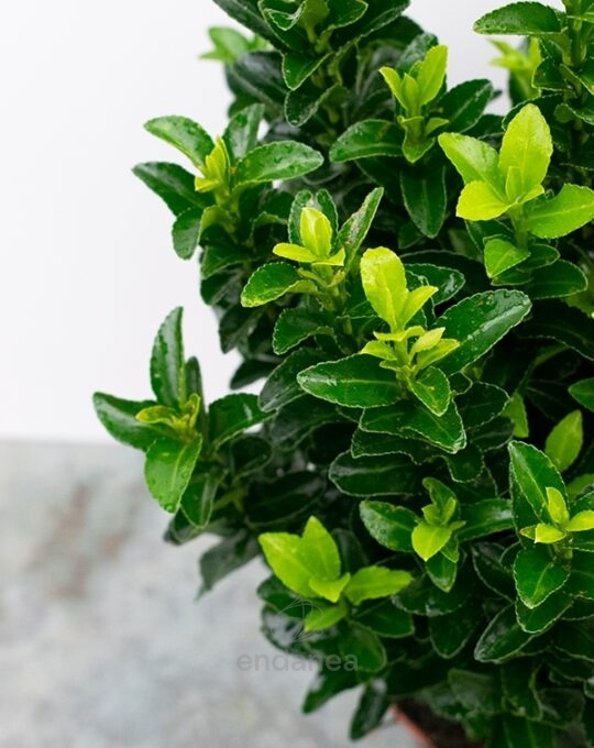 arbusto-evonymus-green-spider-hojas