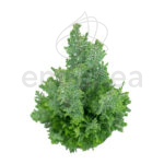 Chamaecyparis Ellwoodii Detalle