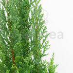 Chamaecyparis Ellwoodii