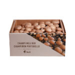 Kit Autocultivo de Setas - Champiñón Portobello