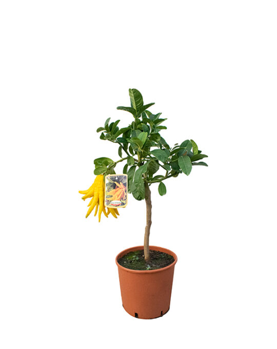mano-de-buda-citrus-medica-arbol