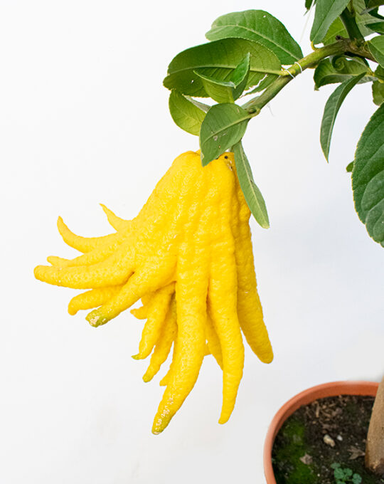 mano-de-buda-citrus-medica-arbol-detalle