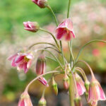 Nectaroscordum Siculum