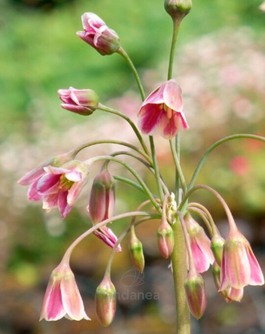 nectaroscordum-silicum