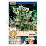 Nectaroscordum Siculum
