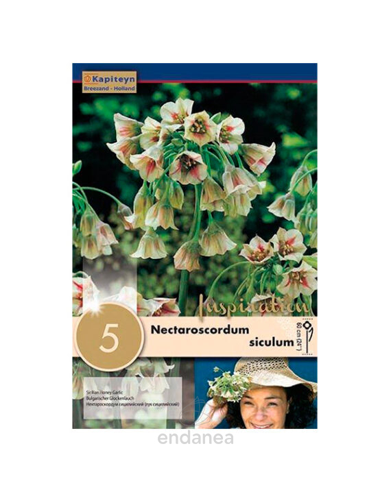 Nectaroscordum Siculum