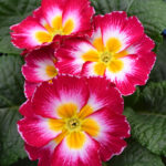 Primula acaulis Bicolor