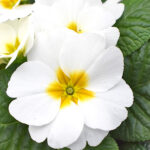Primula acaulis Blanco