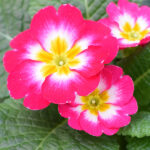 Primula acaulis Fucsia