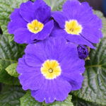 Primula acaulis Morado