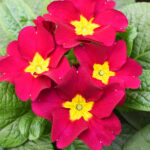 Primula acaulis Rojo