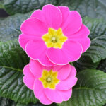 Primula acaulis Rosa