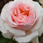 Rosal Andre Le Notre® Meilland